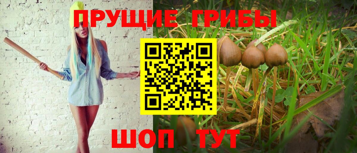 Псилоцибиновые грибы Cubensis Новороссийск
